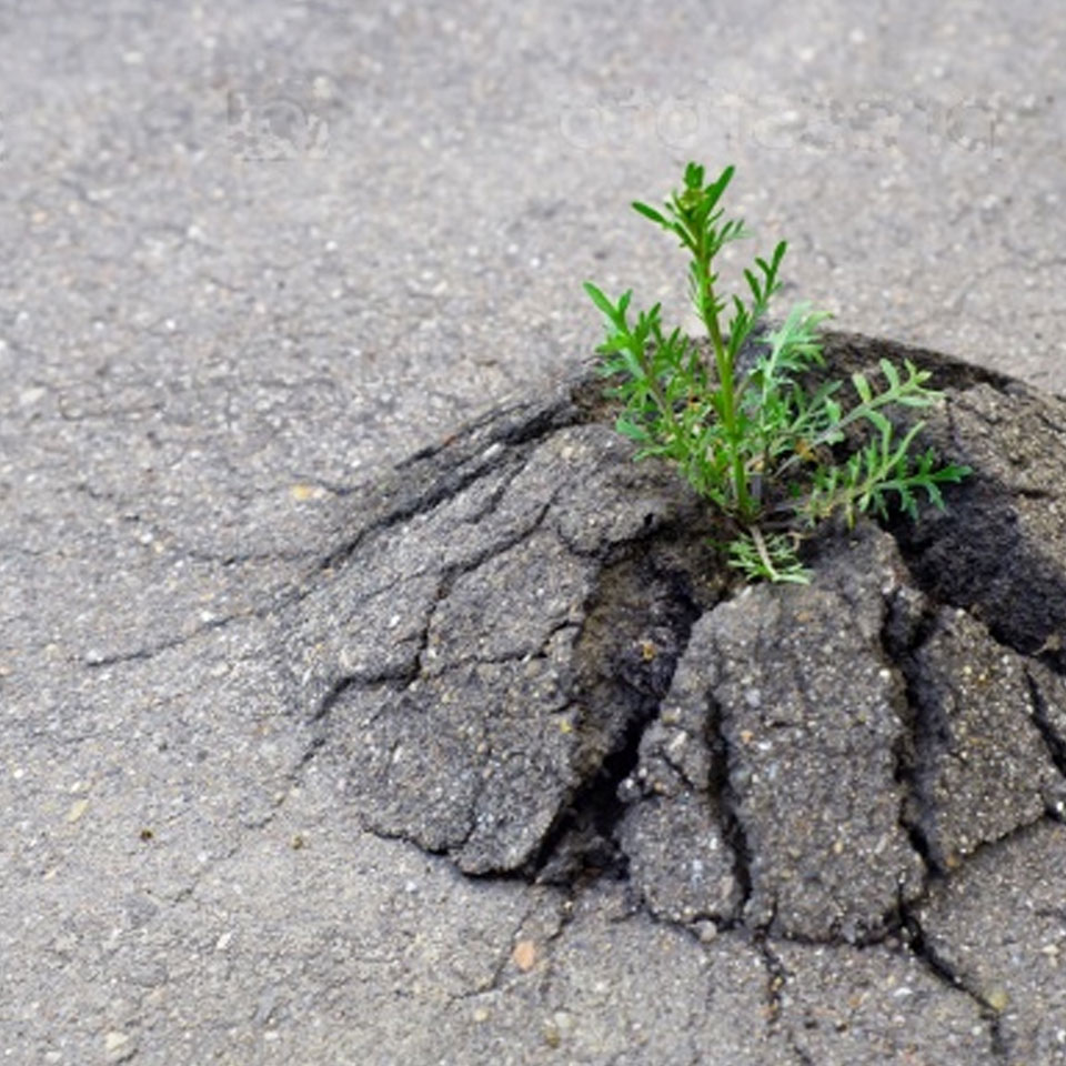 La Resilencia